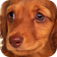 151 Puppies & Dog Pictures